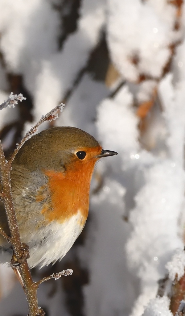 Маленькая птичка на покрытой инеем ветке