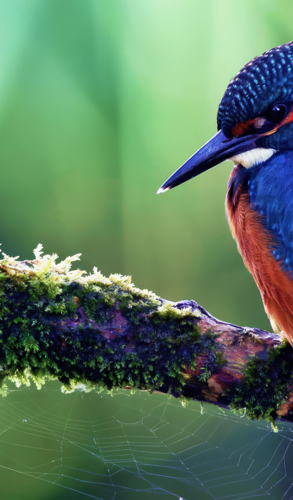 Маленькая синяя птица зимородок сидит на ветке