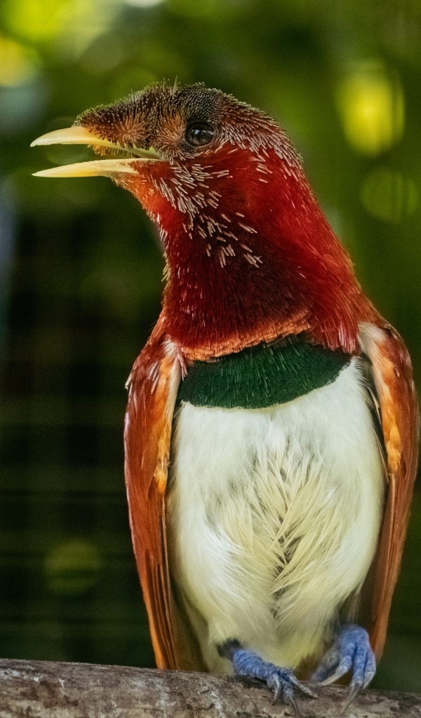 Тропическая птица сидит на ветке дерева