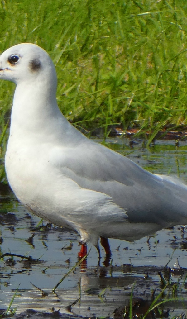 Белая чайка стоит в воде 
