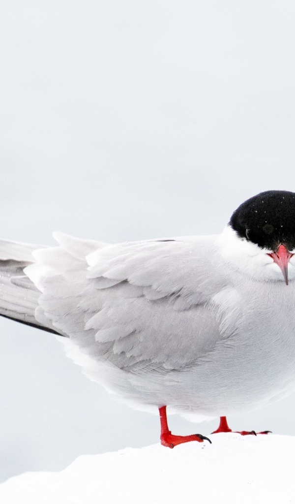 Арктическая чайка сидит на снегу