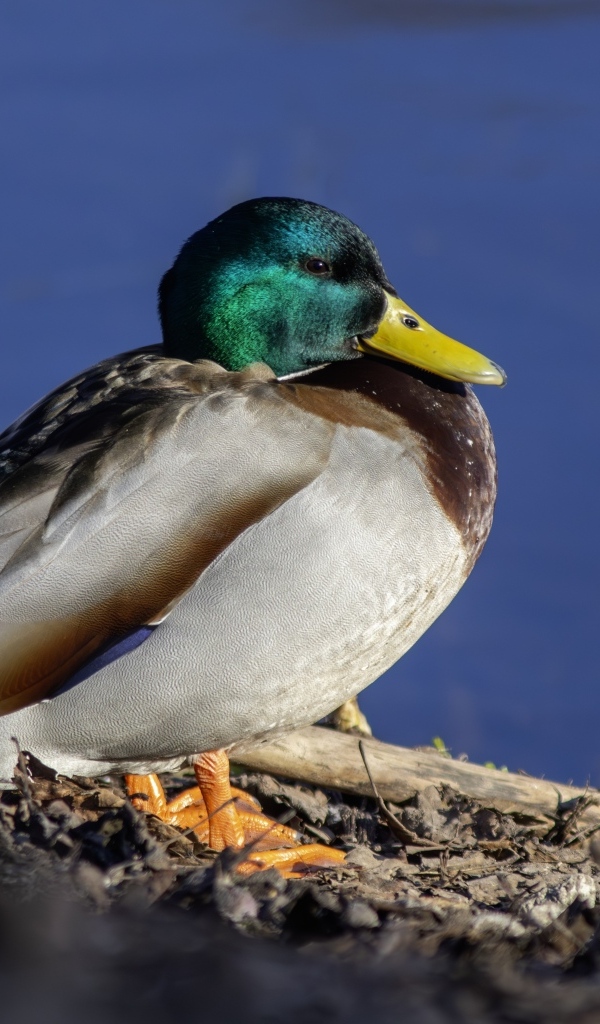 Селезень с зеленой головой у пруда