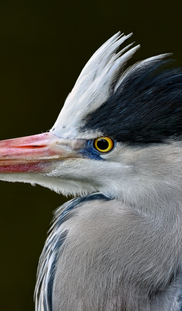 Серая цапля с острым красным клювом