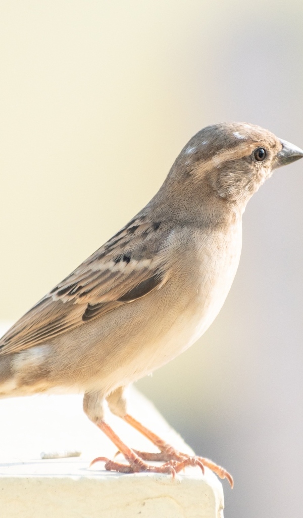 Маленький серый воробей крупным планом