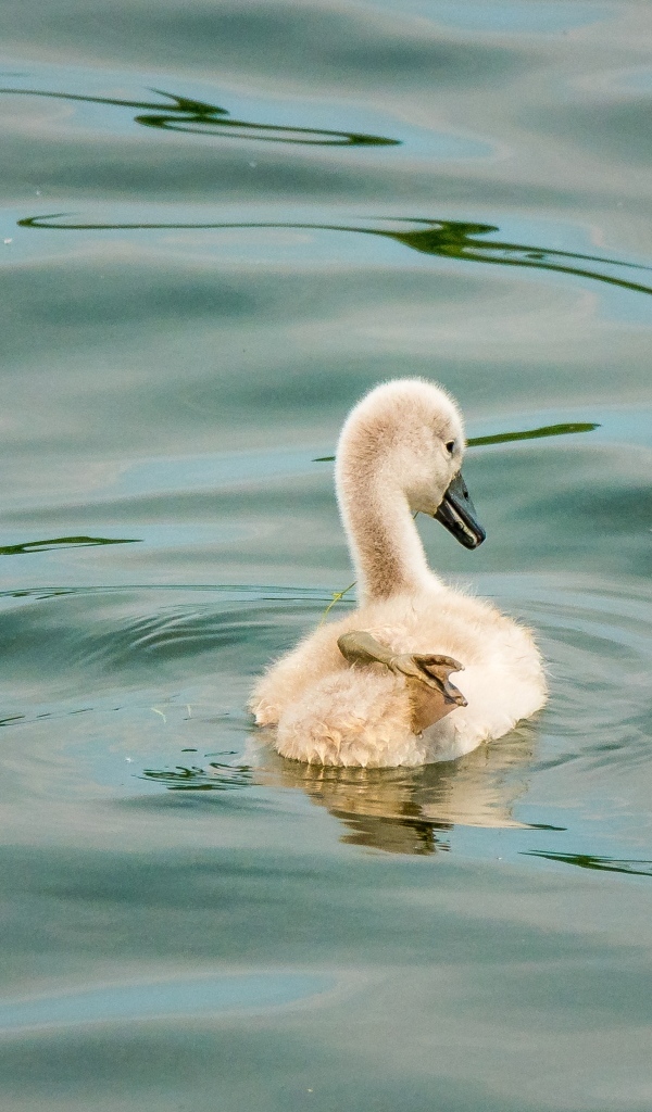 Маленький птенец лебедя в воде