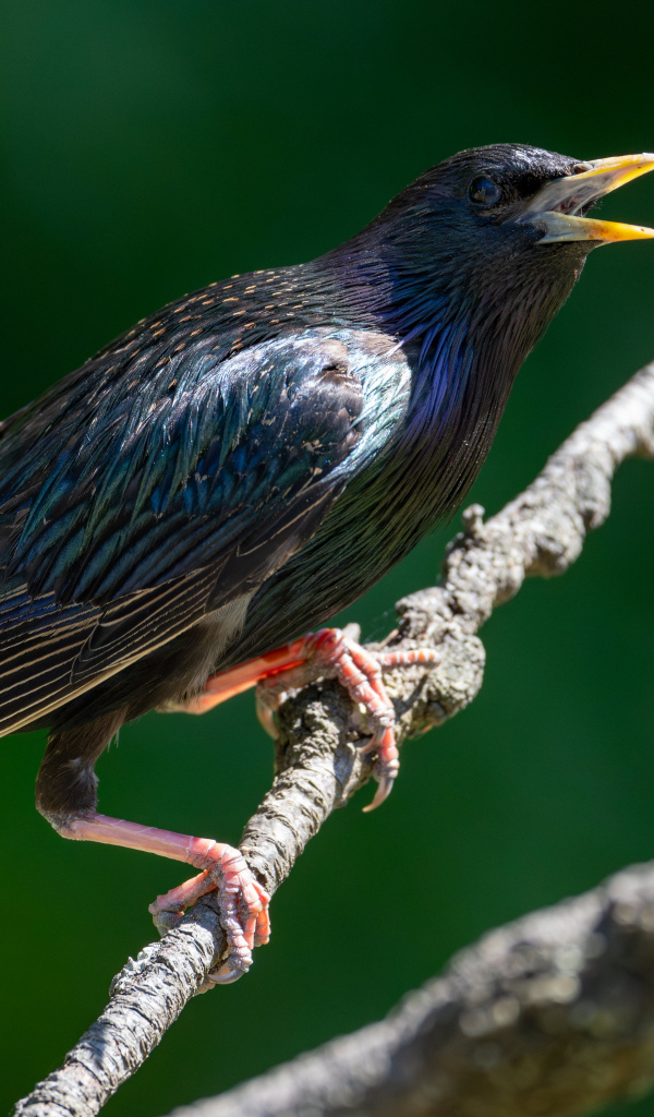 Скворец с открытым клювом на дереве 