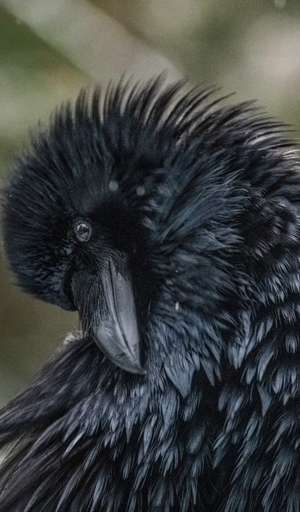 Большой черный ворон взъерошил перья