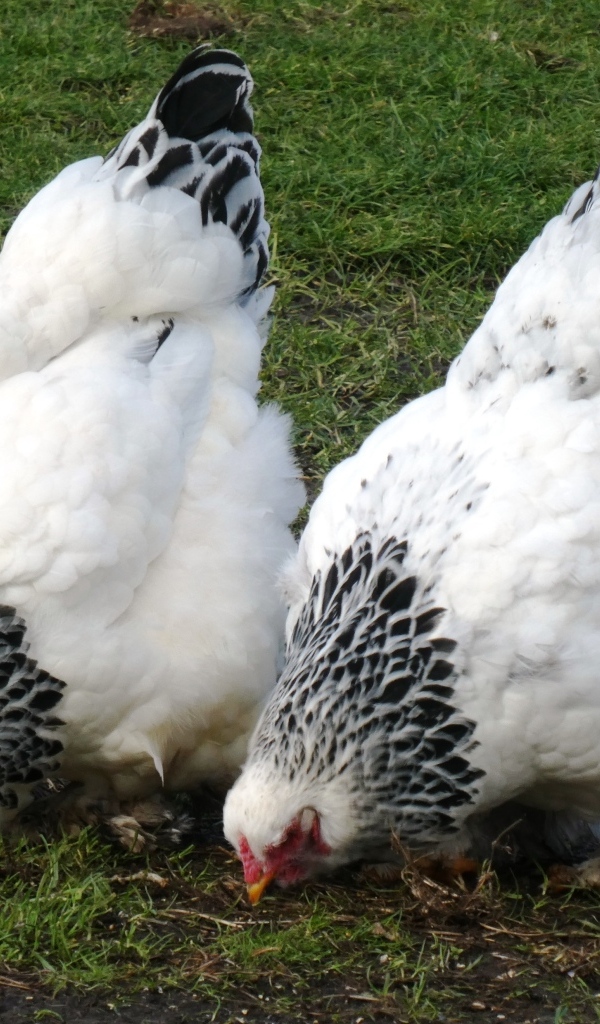 Две домашние курицы на зеленой траве