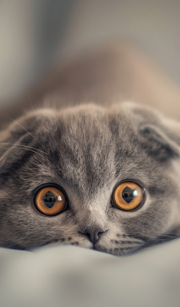 Вислоухий шотландский котенок с коричневыми глазами