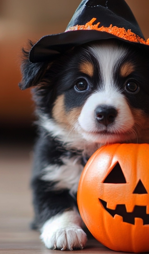 Маленький забавный щенок с тыквой на Хэллоуин 