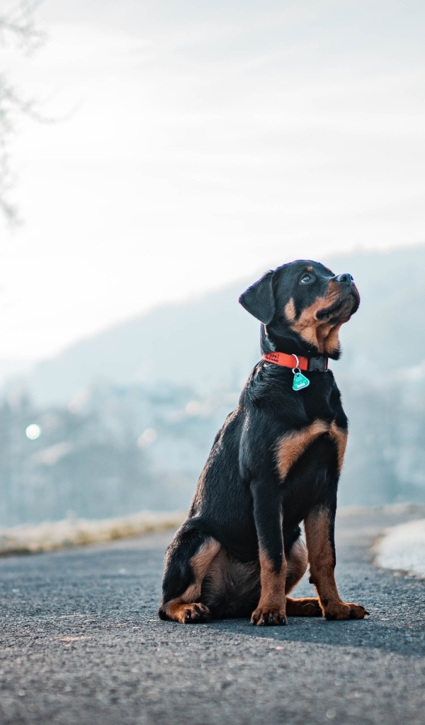 Ротвейлер сидит на дороге зимой