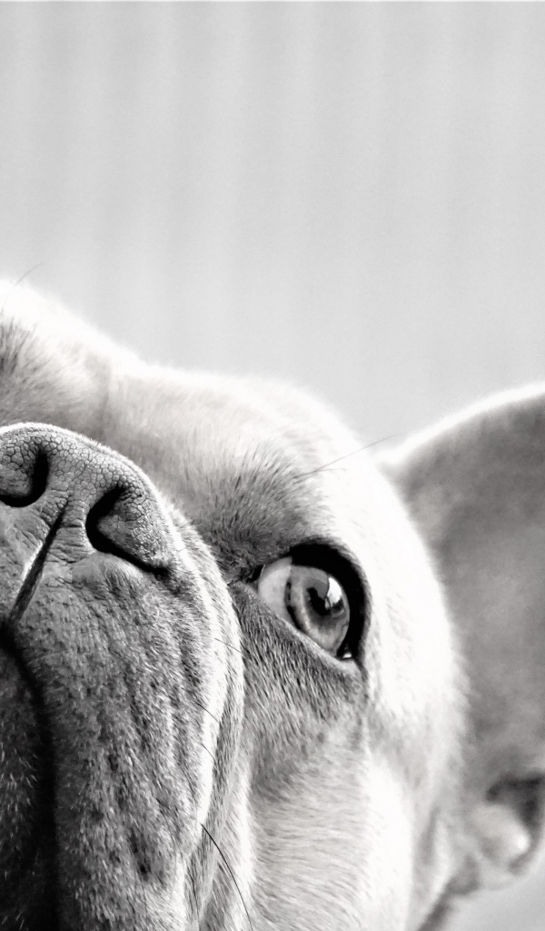 Грустная морда французского бульдога