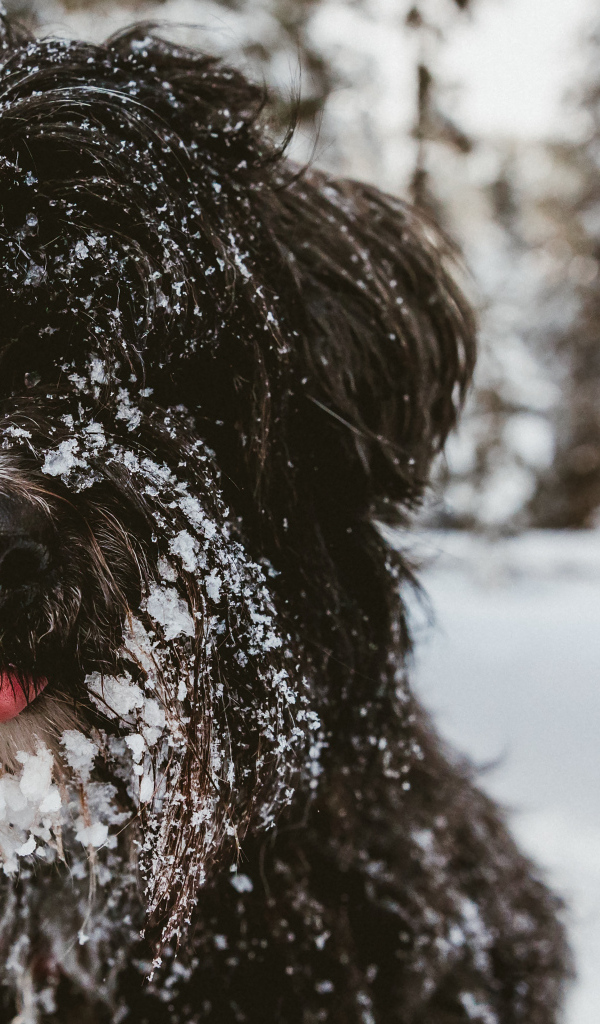 Лохматый породистый пес в снегу