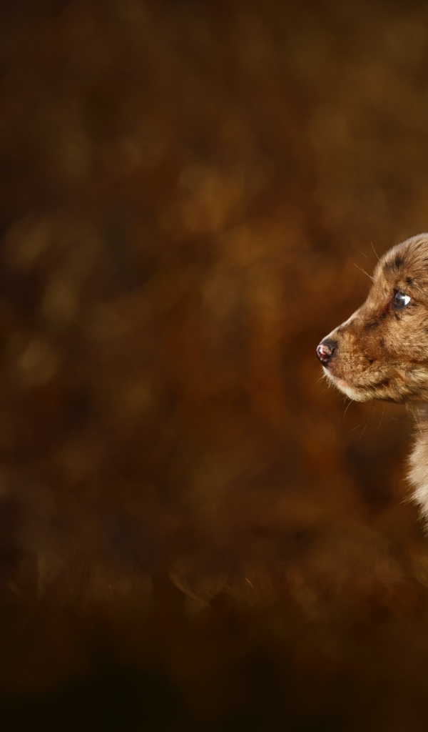 Маленький коричневый щенок крупным планом