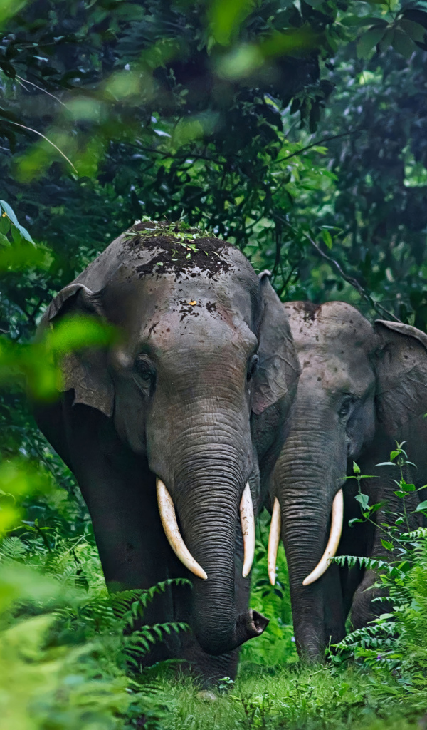 Два больших серых слона в тропических зарослях