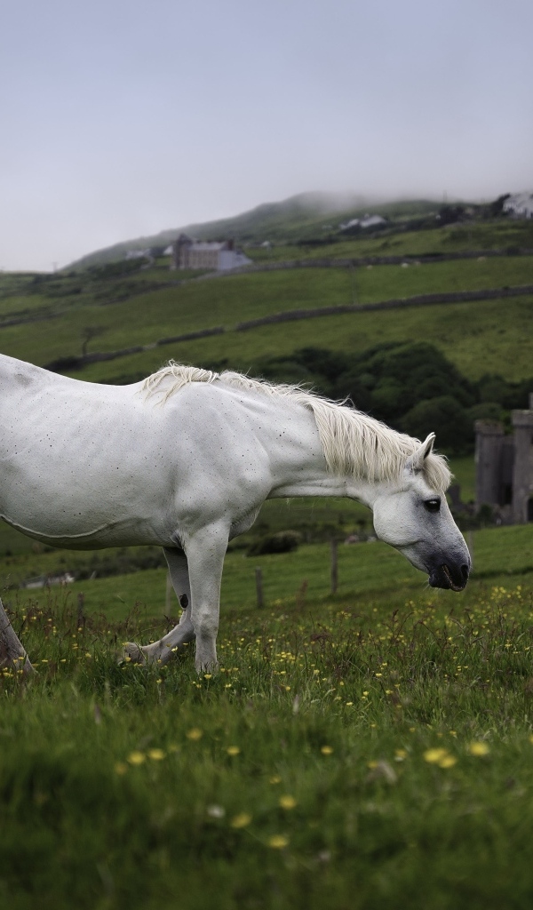 Большой белый конь пасется на зеленой траве