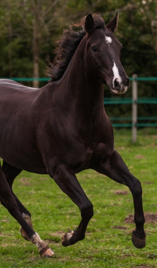 Красивый конь скачет по зеленой траве на ферме