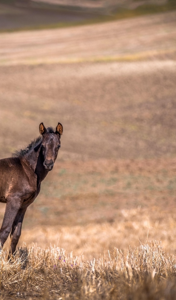 Жеребенок на пастбище 