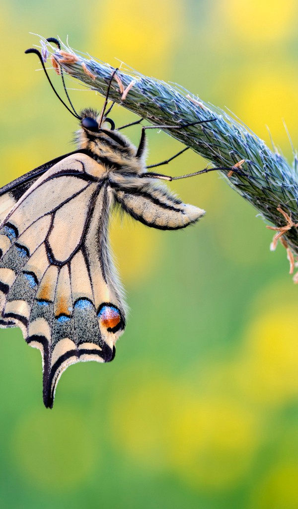 Красивая бабочка махаон сидит на колоске