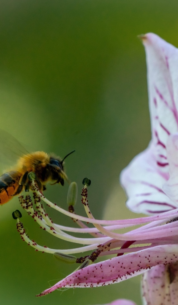 Пчела кружит у розового цветка лилии