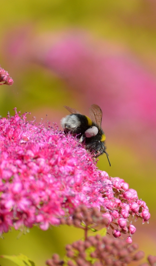 Шмель собирает пыльцу с розовых цветов