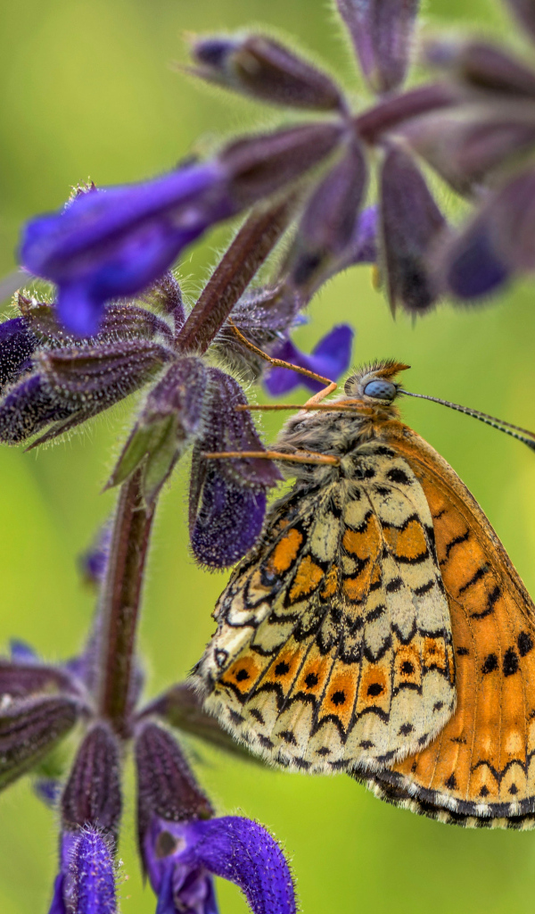 Бабочка висит на ветке  с синими цветами