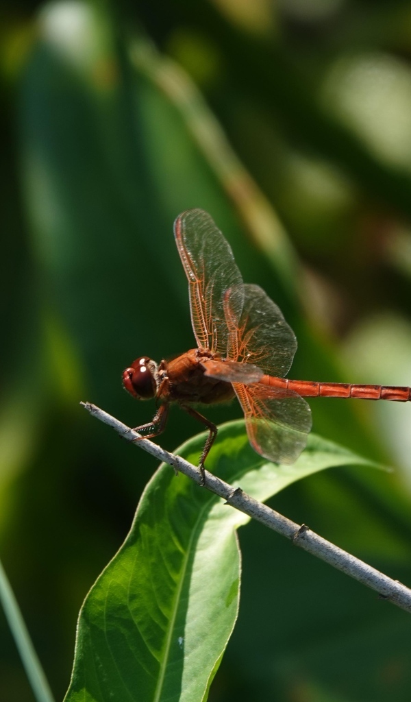 Стрекоза с прозрачными крыльями сидит на ветке