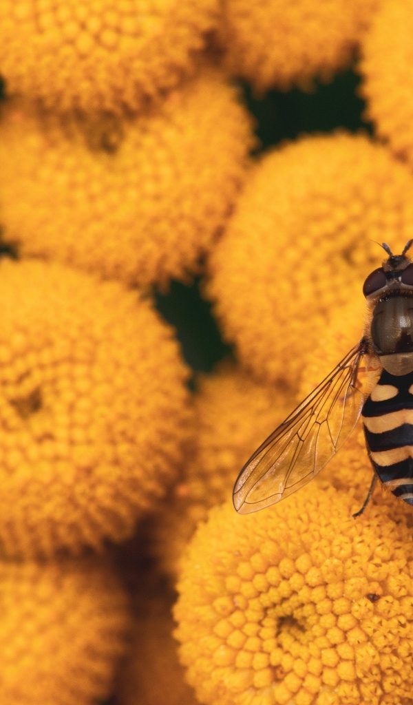 Муха сидит на желтых цветах пижмы