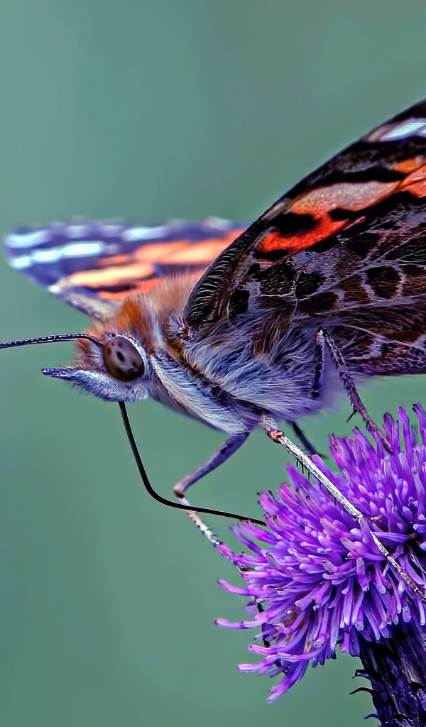 Большая коричневая бабочка сидит на фиолетовом цветке