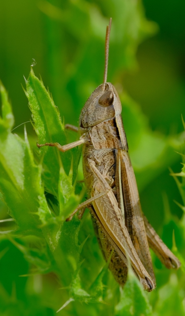 Большой кузнечик сидит на зеленой траве