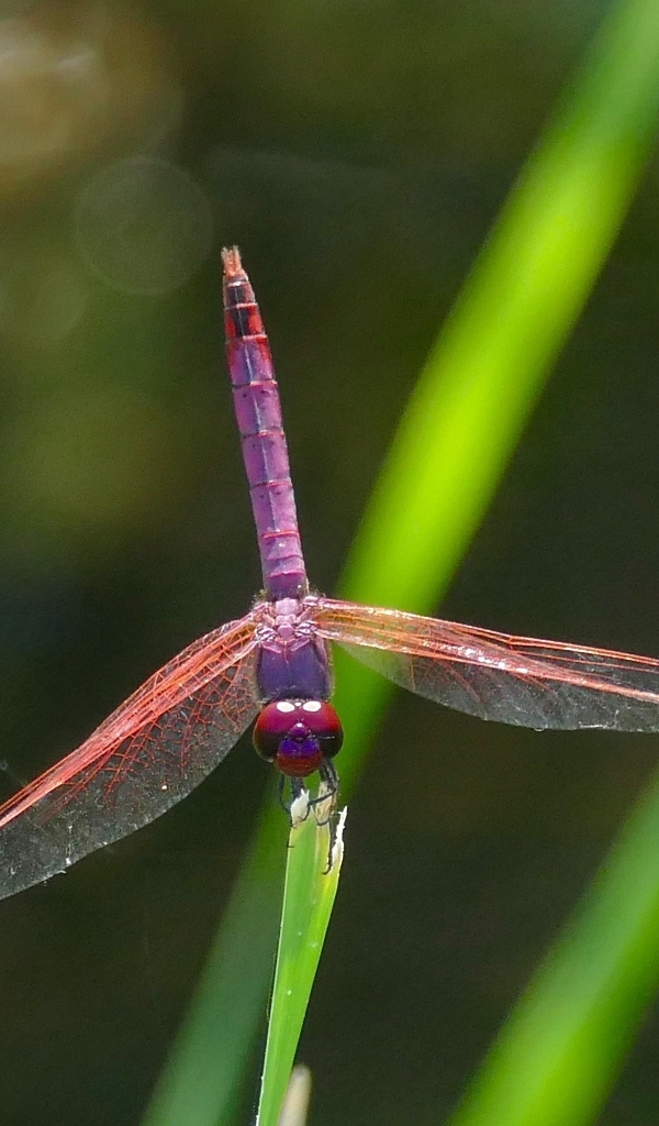 Сиреневая стрекоза сидит на зеленой траве