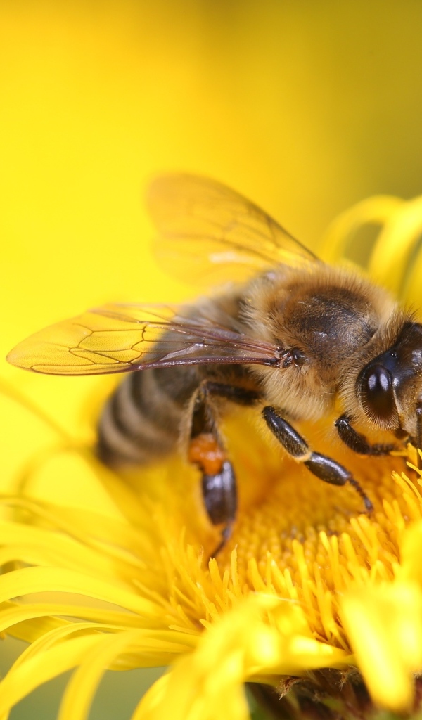Маленькая трудолюбивая пчела сидит на желтом цветке