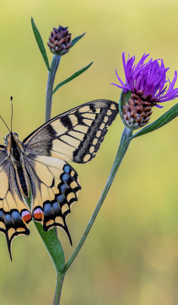 Бабочка махаон сидит на сиреневом цветке