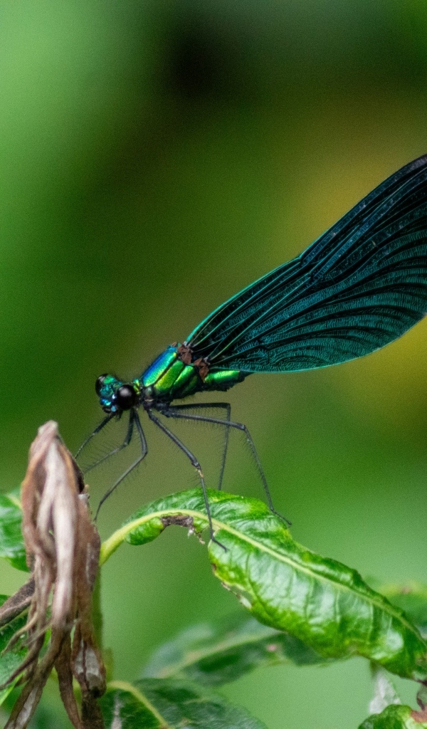 Красивая зеленая стрекоза на листе