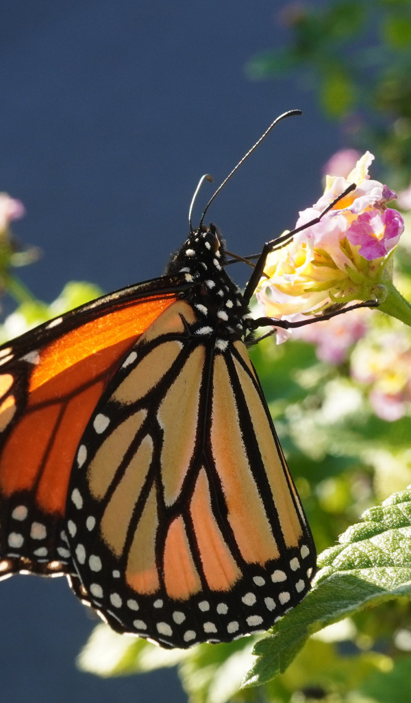 Коричневая бабочка на розовом комнатном цветке