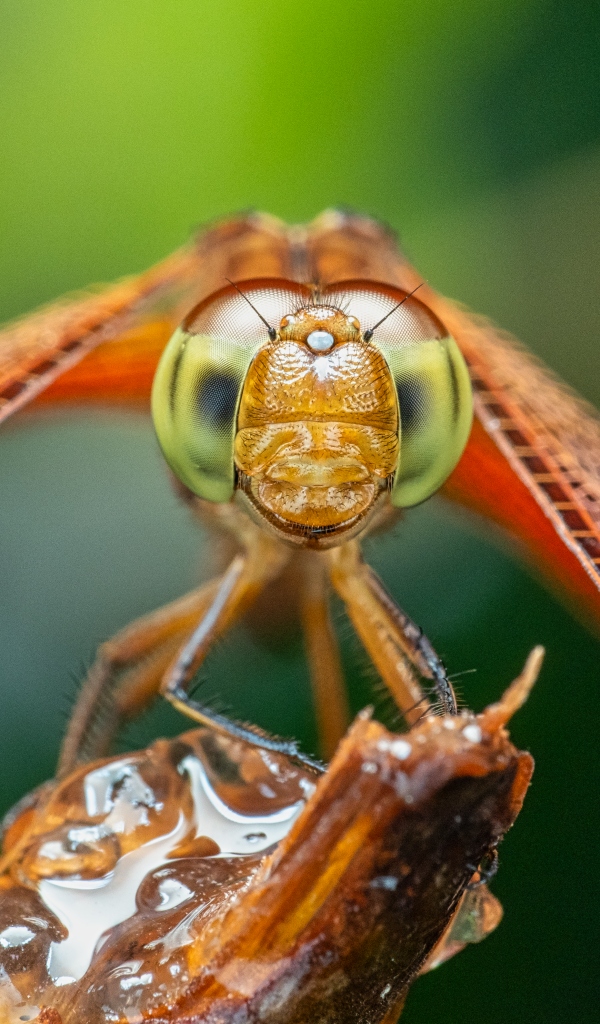 Глаза стрекозы макросъемка