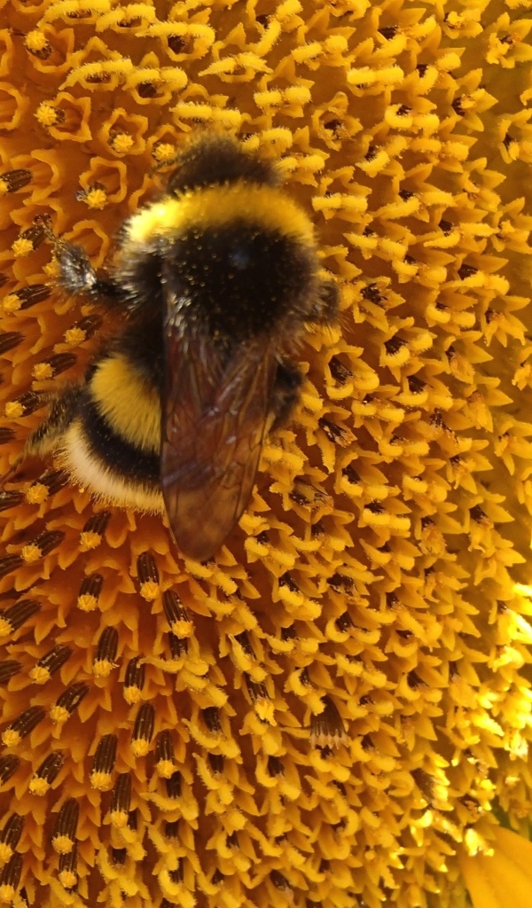 Большой полосатый шмель на цветке подсолнуха