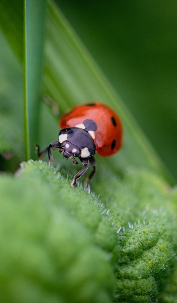 Маленькая божья коровка на зеленом листке