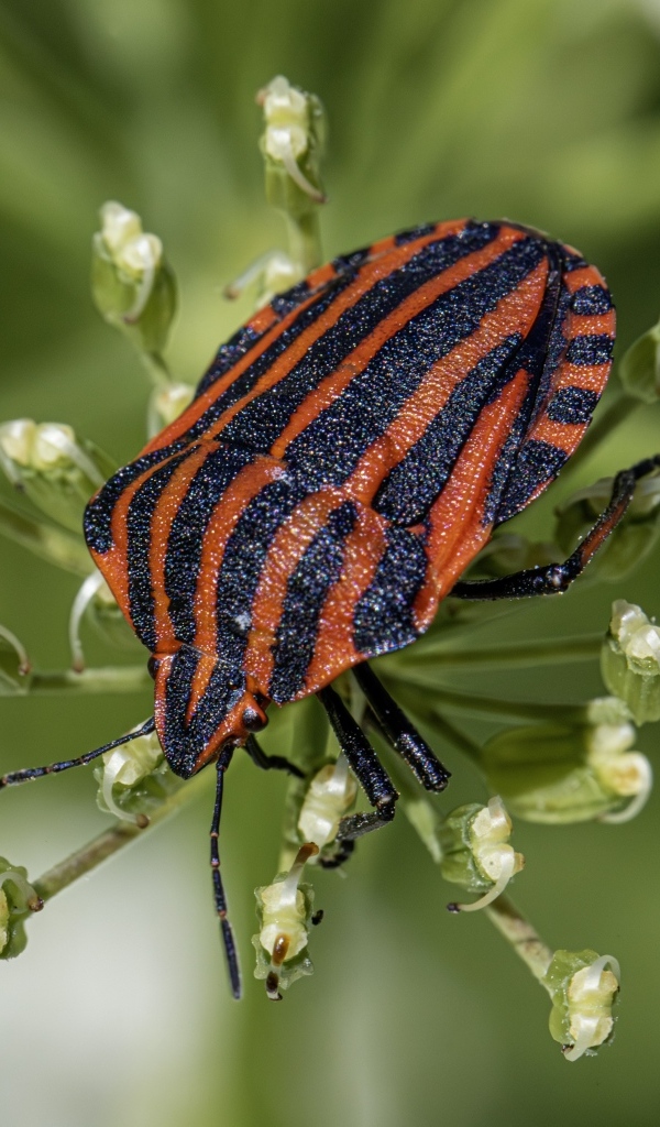 Красный клоп сидит на растении