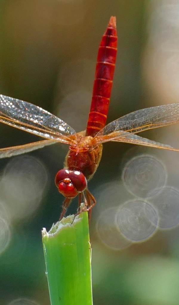Красная стрекоза с большими крыльями сидит на зеленой траве
