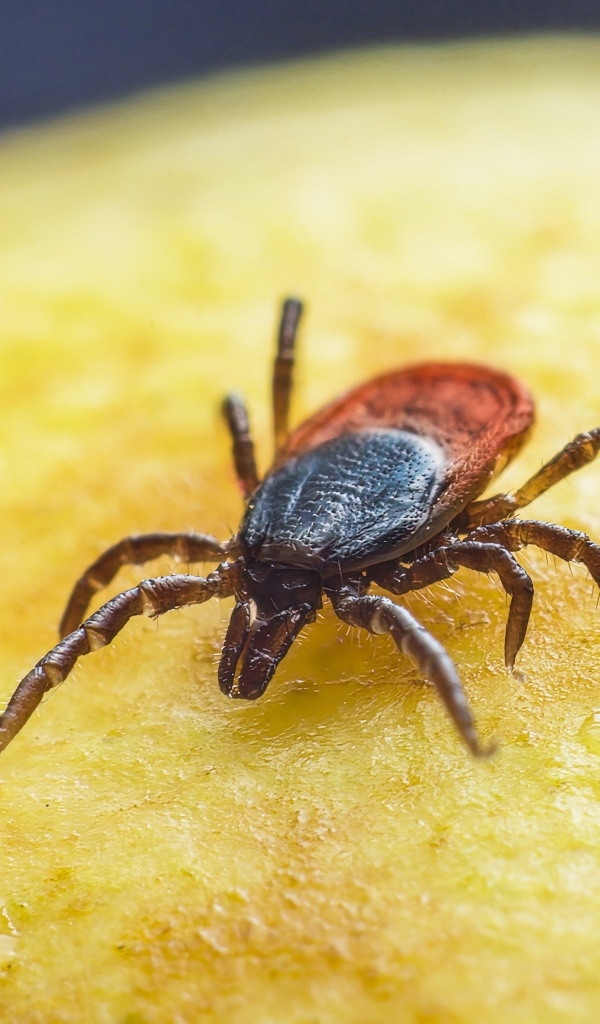 Клещ сидит на желтой поверхности 