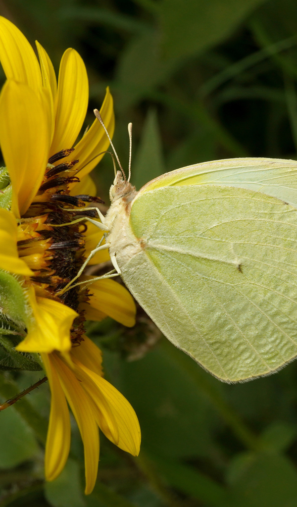 Желтая бабочка на цветке подсолнуха 