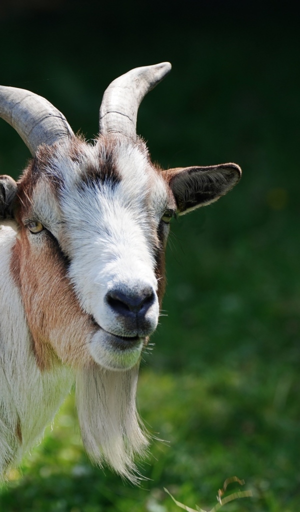 Домашний козел с большой бородой