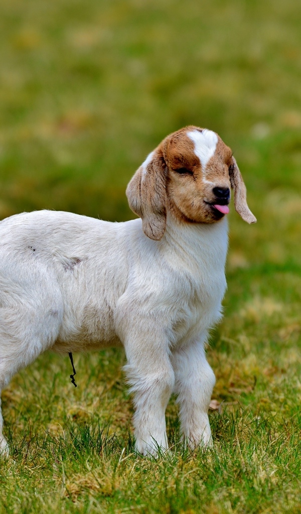 Маленький козленок на зеленой траве