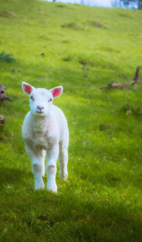 Маленький белый ягненок на зеленой траве