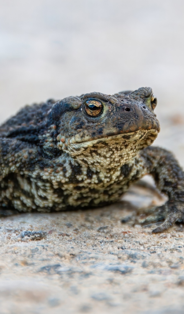 Большая жаба сидит на песке 