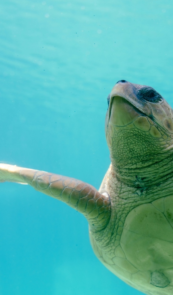 Большая черепаха плывет под водой