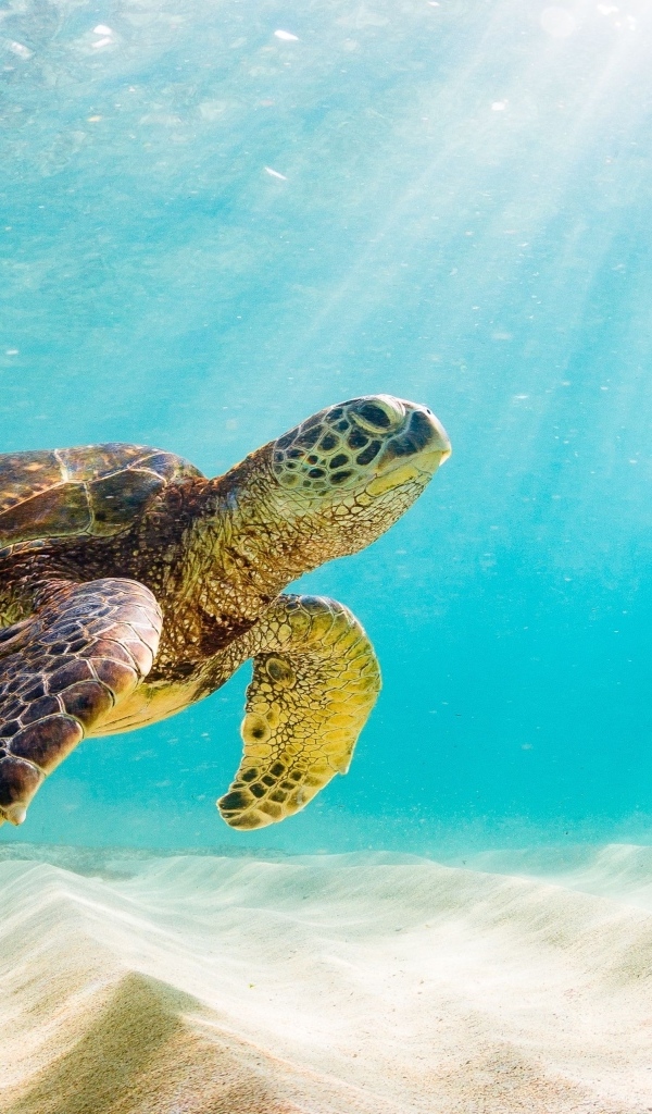 Большая черепаха плывет под водой в море