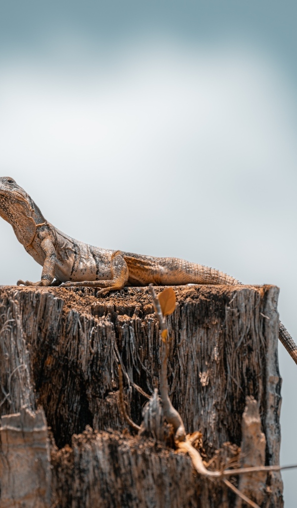 Ящерица сидит на сухом пне
