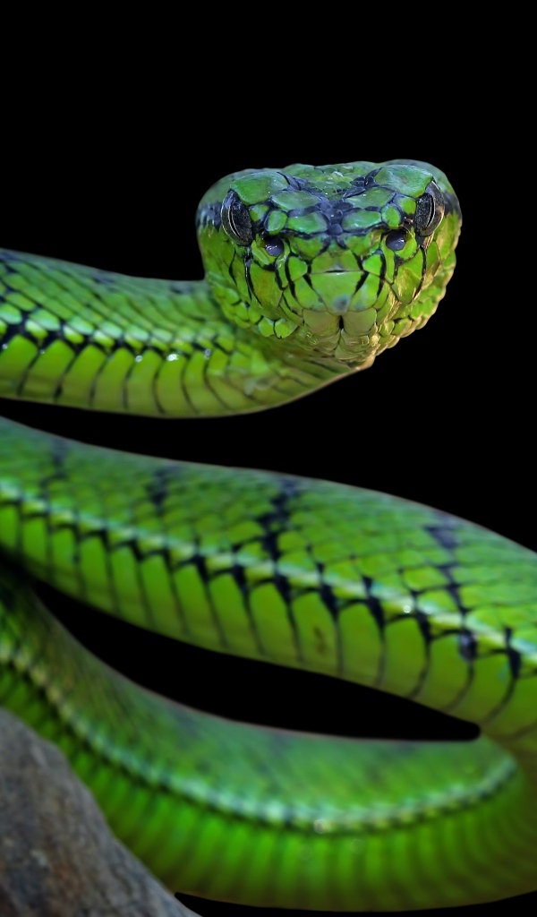 Большая зеленая змея на черном фоне